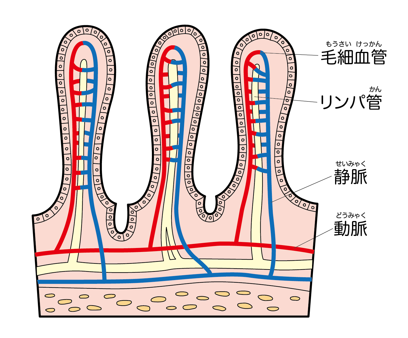 顔色の沈みやしつこいクマ、実は「ゴースト血管」が原因かも？肌に栄養を届ける毛細血管を若返らせるための温活習慣やシナモンの活用術、まるでこたつソックス等の人気アイテムを紹介。40代から「内側から発光する肌」を手に入れるための血管ケアガイド。